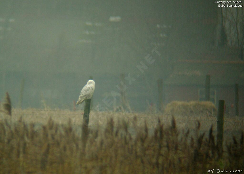 Harfang des neiges