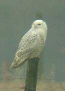 Snowy Owl