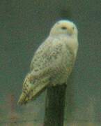 Snowy Owl