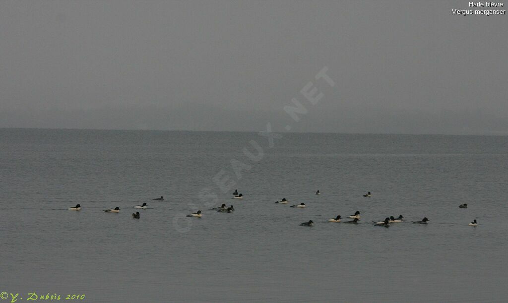 Common Merganser