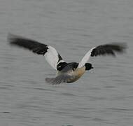 Common Merganser