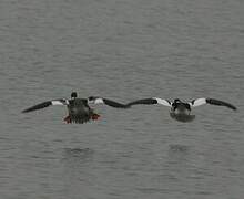 Common Merganser