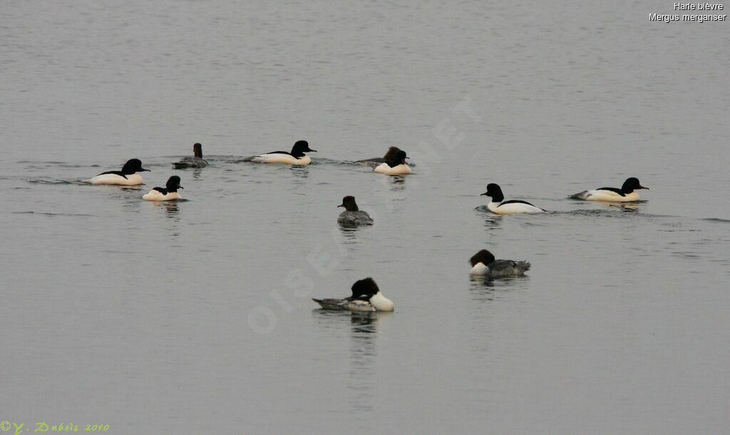 Common Merganser