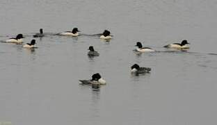 Common Merganser