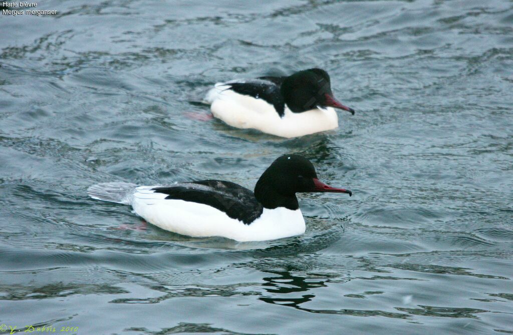 Common Merganser