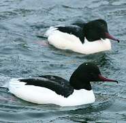 Common Merganser