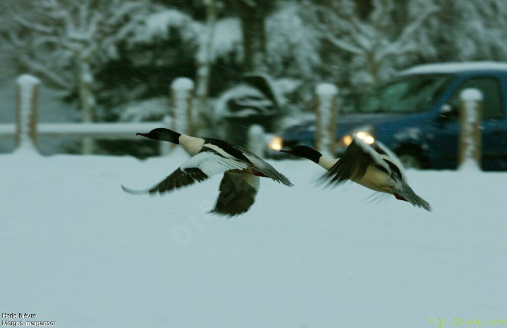 Common Merganser