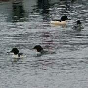 Common Merganser