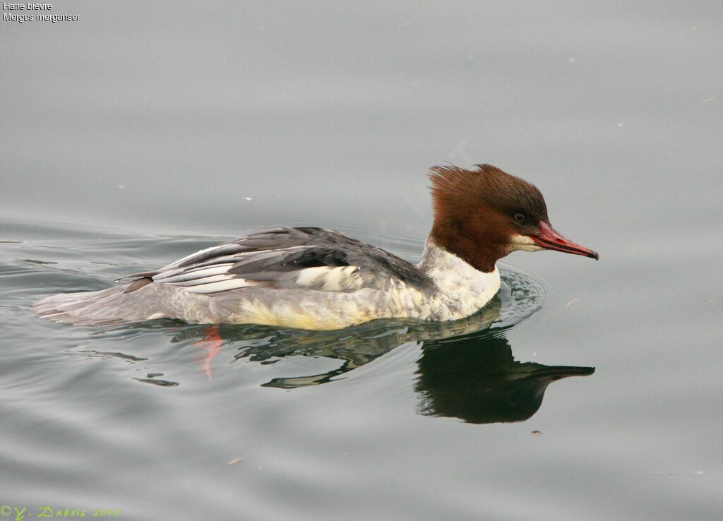 Common Merganser