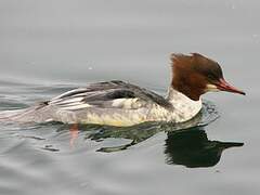 Common Merganser