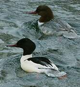 Common Merganser