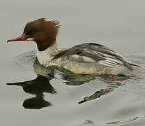 Common Merganser