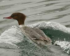 Common Merganser