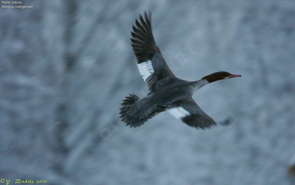 Common Merganser