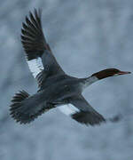 Common Merganser