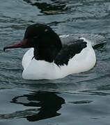 Common Merganser