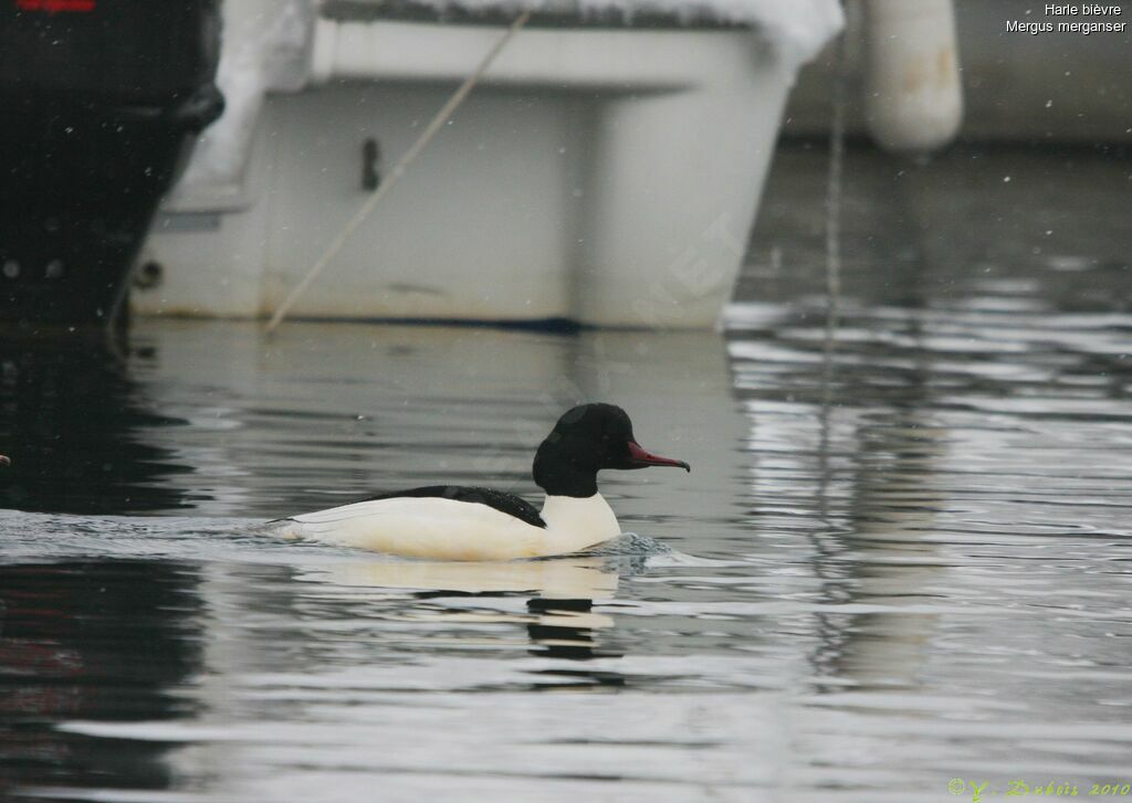 Common Merganser