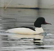 Common Merganser