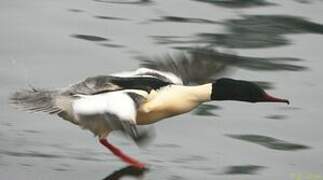 Common Merganser