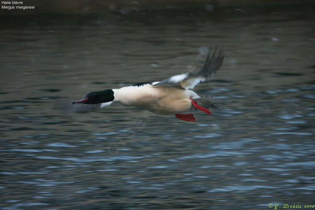 Common Merganser