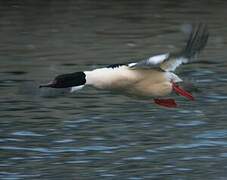 Common Merganser
