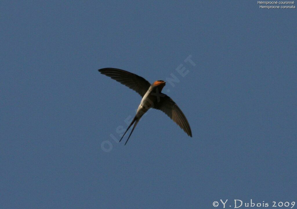 Crested Treeswift