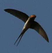 Crested Treeswift