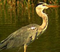 Grey Heron