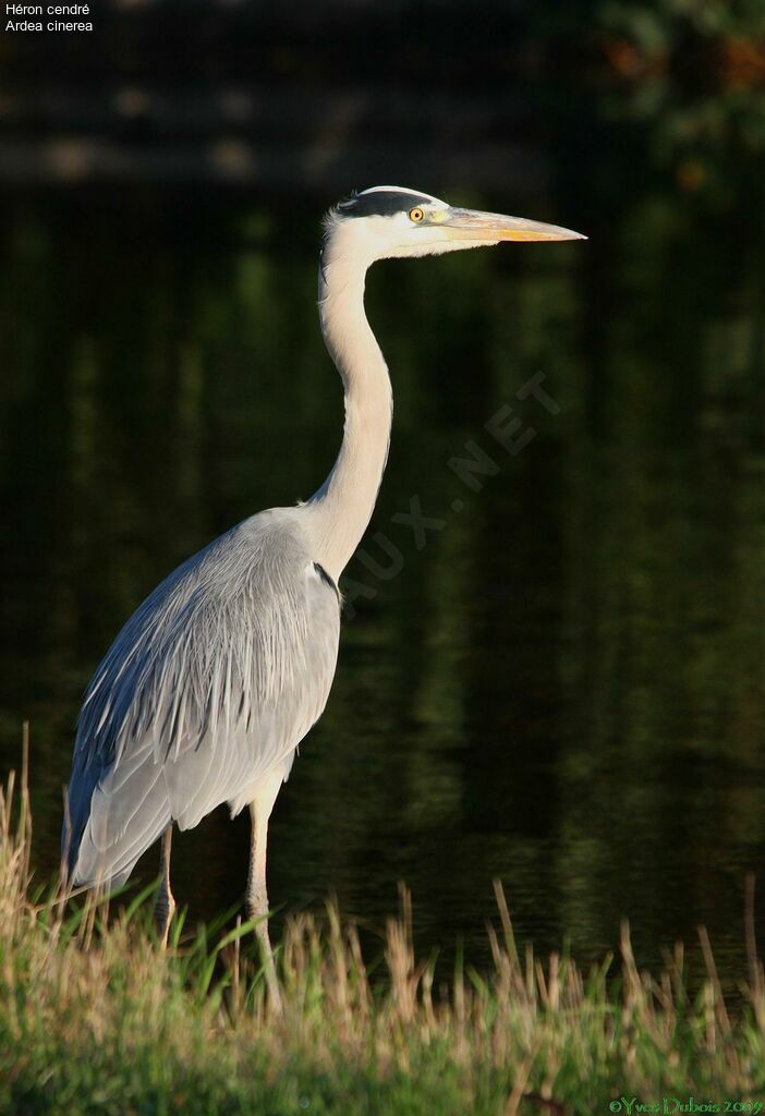 Grey Heron