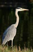 Grey Heron