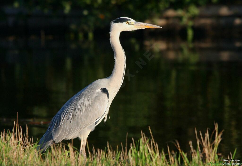 Grey Heron