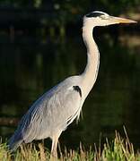 Grey Heron