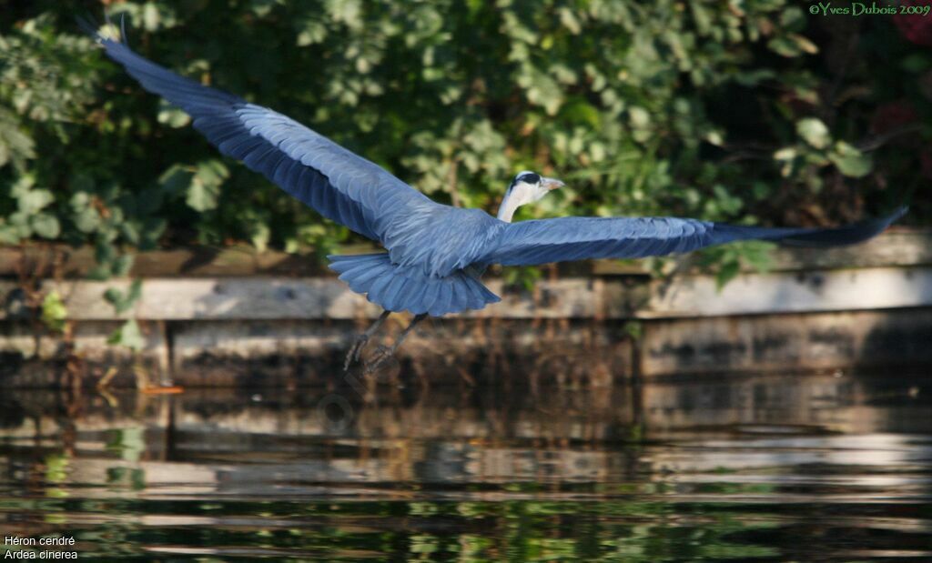 Grey Heron