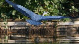 Grey Heron