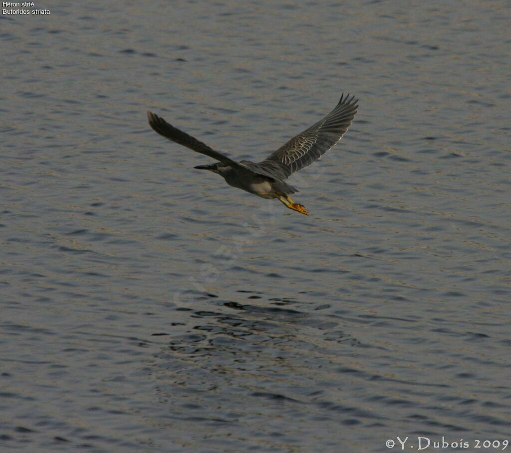 Striated Heron