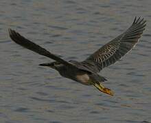 Striated Heron