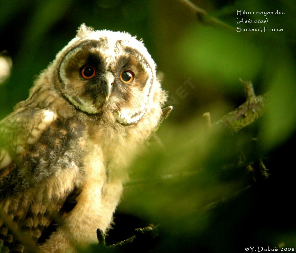 Long-eared Owl