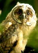 Long-eared Owl