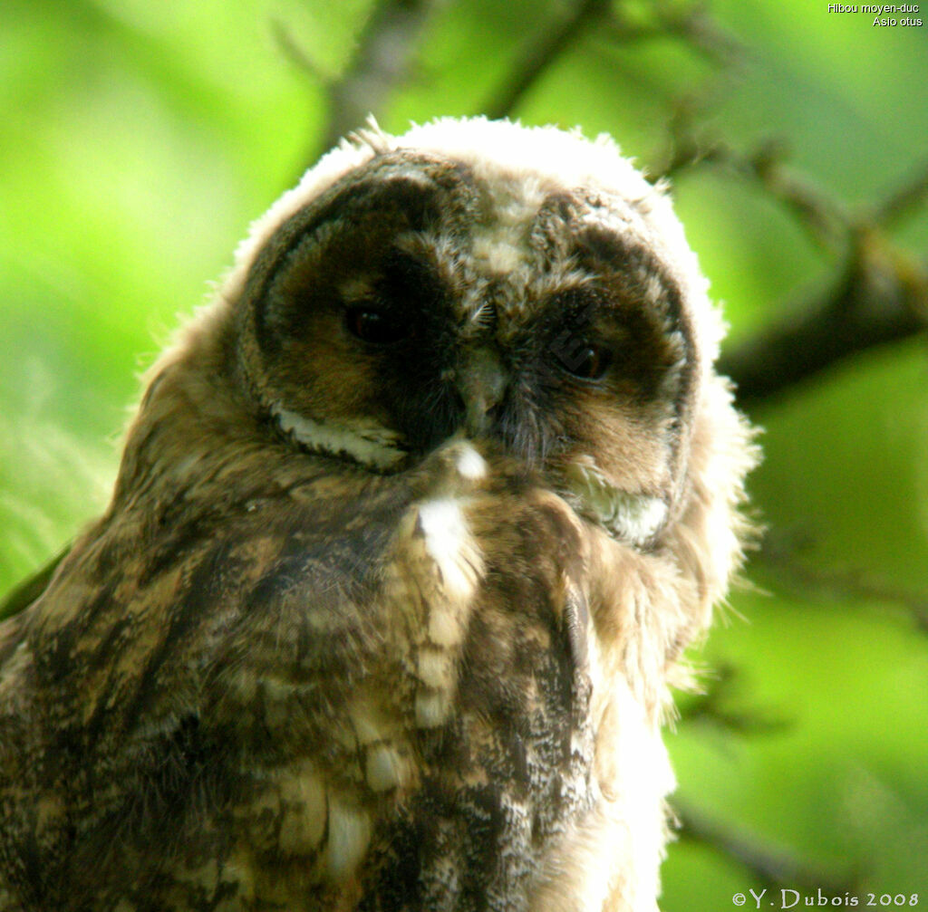 Long-eared Owl