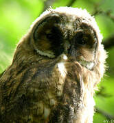 Long-eared Owl