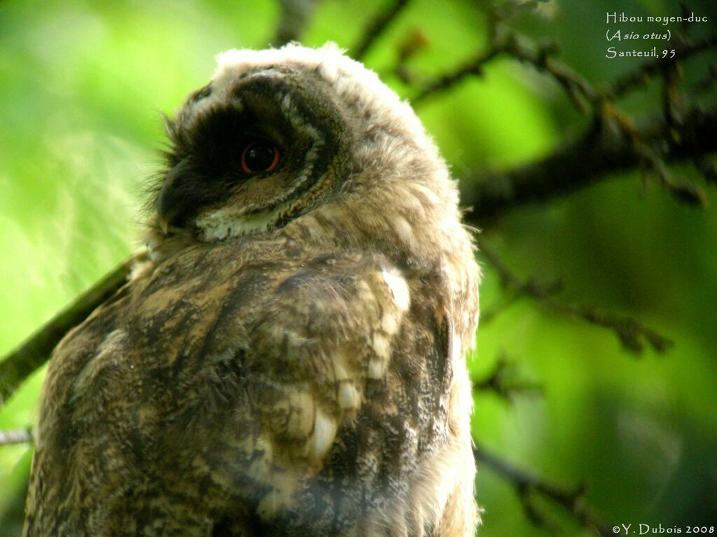 Long-eared Owl