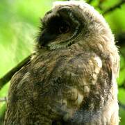 Long-eared Owl