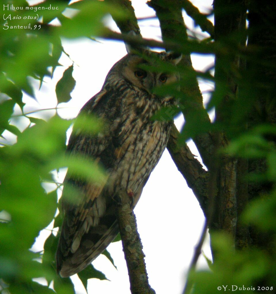 Hibou moyen-duc