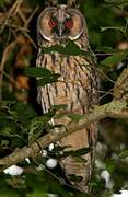 Long-eared Owl