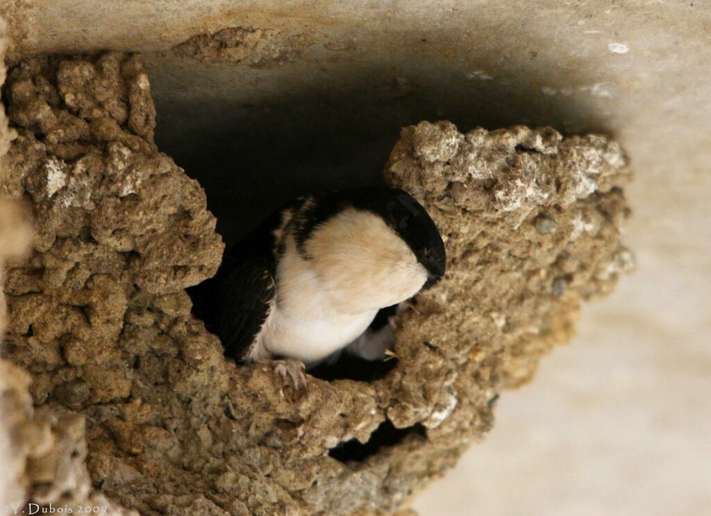 Common House Martin