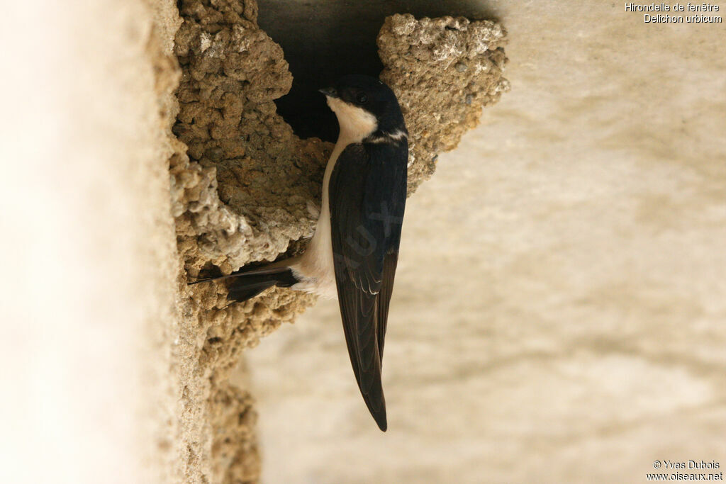 Western House Martin