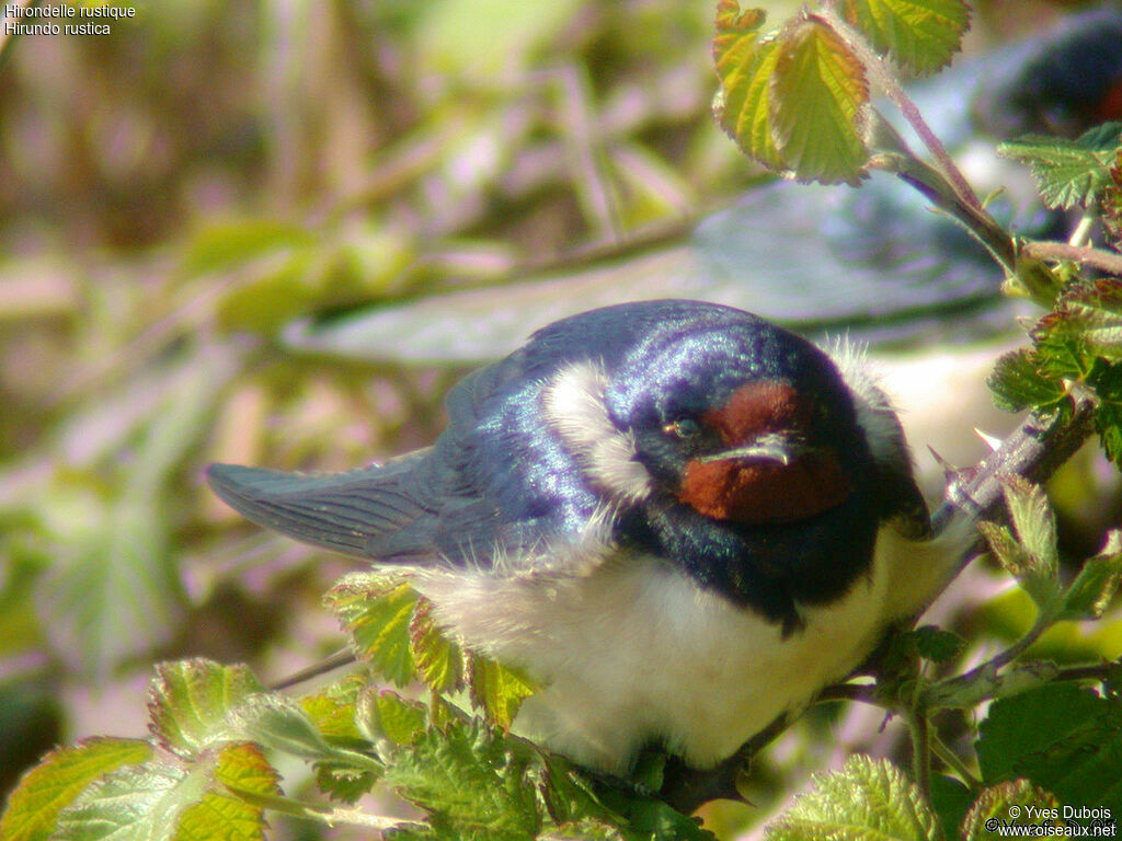 Hirondelle rustique