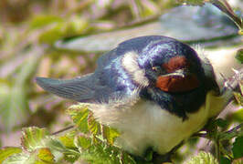 Hirondelle rustique