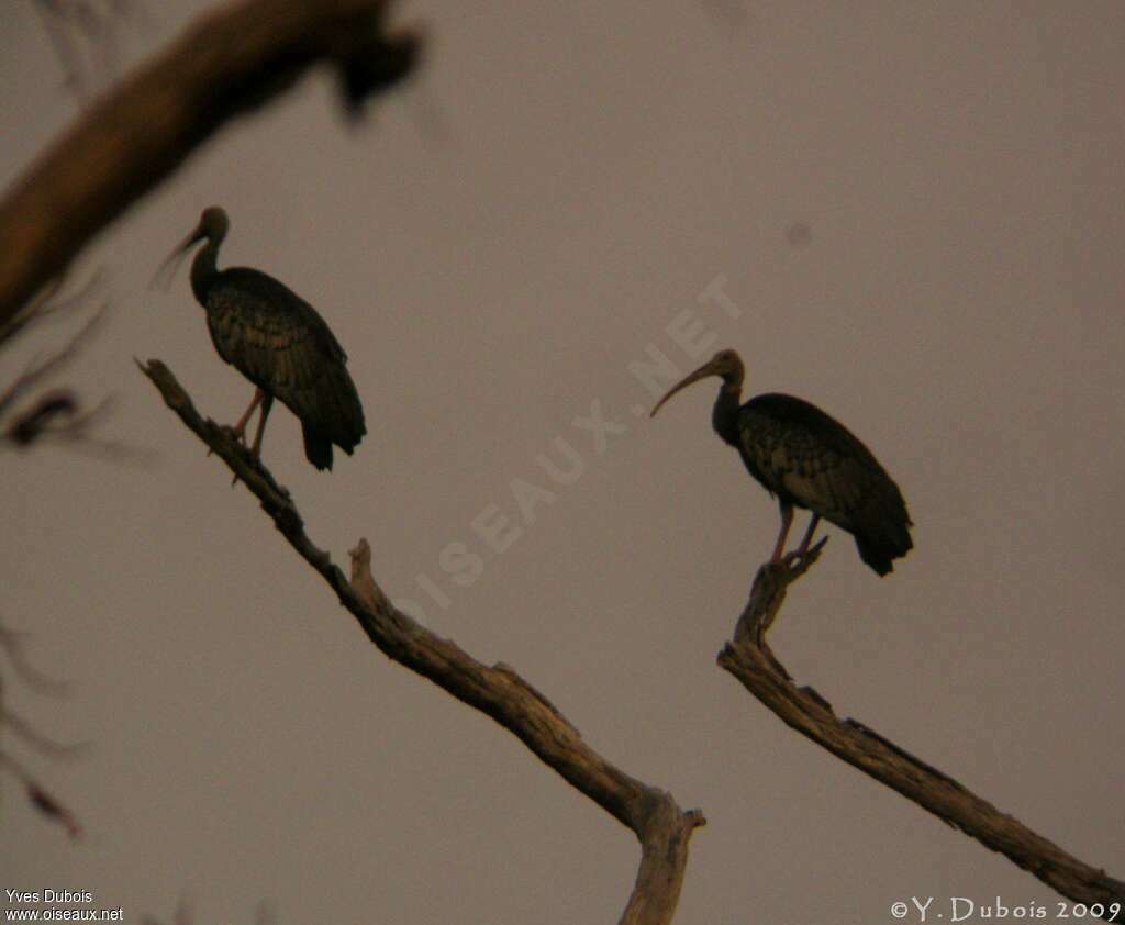 Giant Ibis, identification