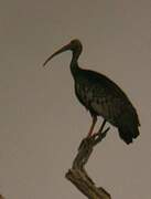 Giant Ibis